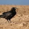 Krkavec velky - Corvus corax - Common Raven o2716